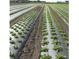 Oferta, National, Folie de mulcire 1x500m, 30 microni