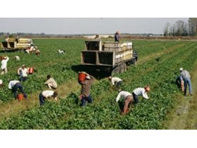 Oferta, National, Agricultura austria1800e2000