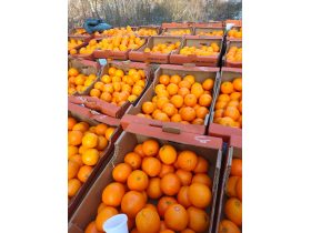 Oferta, National, Depozite fructe exotice 2400