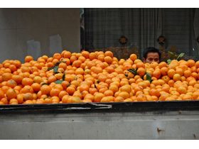 Oferta, National, Depozite fructe exotice2400pers