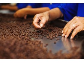 Oferta, National, Depozite cafea germ2400e net///