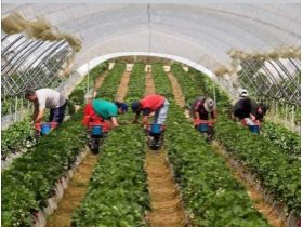 Oferta, Brasov, Depozite salata germ2400e net///////