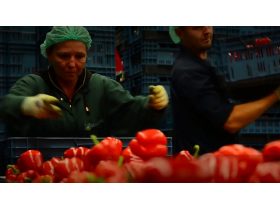 Oferta, Brasov, Depozite capsuni germania angajari