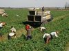 Agricultura sparanghel austria