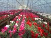 Agricultura austria1800e angajare..../////