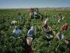 Agricultura aus 2000e net pers///