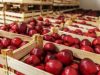 Agricultura aus 2000e net depozite