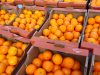 Depozite fructe germ2400e net////