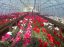 Oferta, National, Agricultura austria1800e angajare..../////