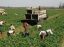 Oferta, National, Agricultura austria1800e2000