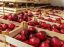 Oferta, National, Agricultura aus 2000e net////////