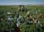 Oferta, Brasov, Agricultura aus 2000e net////personal