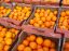 Oferta, Brasov, Depozite fructe germ2400e net////